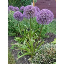Ornamental Onion