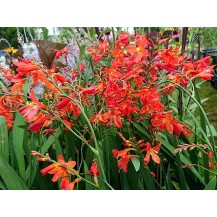 Montbretia