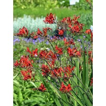 Montbretia