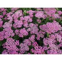 Yarrow