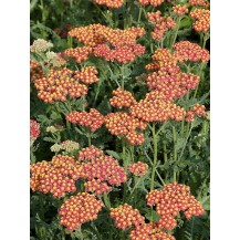 Yarrow
