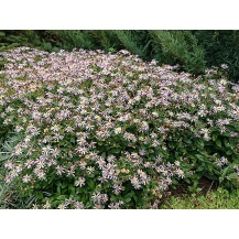 Dwarf Japanese aster