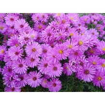 Michaelmas daisy