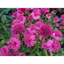 Greater masterwort