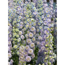 Delphinium