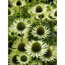 Coneflower