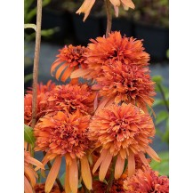Coneflower