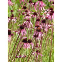 Pale purple coneflower