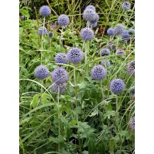 Small globe thistle