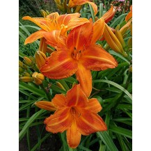 Daylily