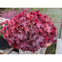 Coral bells