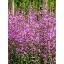 Loosestrife