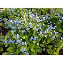 Blue-eyed Mary
