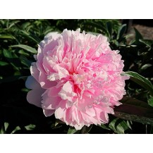 Peony
