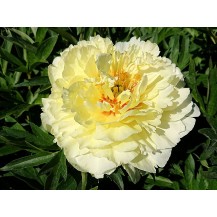 Peony