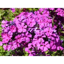 Garden phlox