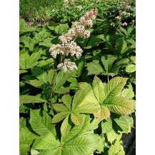 Rodgersia