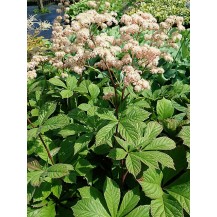 Rodgersia