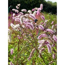 Japanese bottlebrush (burnet)