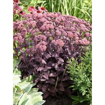 Stonecrop