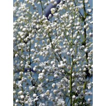 Chinese meadow rue
