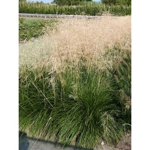 Tufted Hair Grass