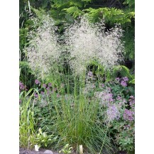 Tufted Hair Grass