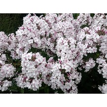 Garden phlox