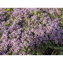 Creeping thyme