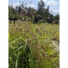 Quaking grass