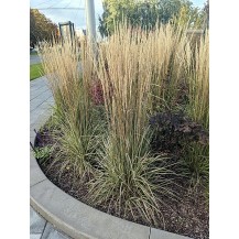 Feather reed grass