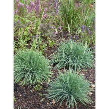 Grey-blue koeleria