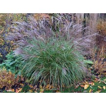 Maiden grass, Chinese silver grass