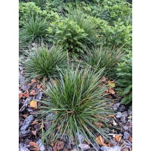 Blue moor grass