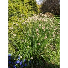 Blue-green moor grass