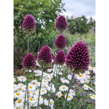 Round-headed garlic