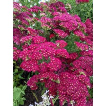 Yarrow