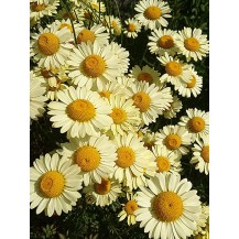 Dyer's chamomile