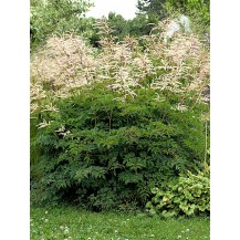 Goat's beard
