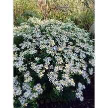 Japanese aster