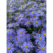 Michaelmas daisy