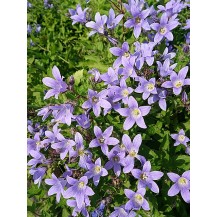 Milky bellflower