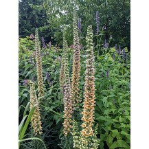 Rusty foxglove