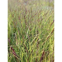 Switch grass