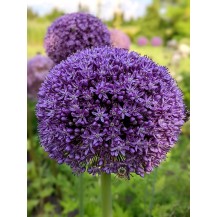 Ornamental Onion