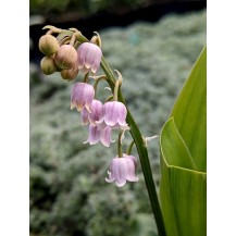 Lily-of-the-valley