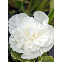 Hollyhock