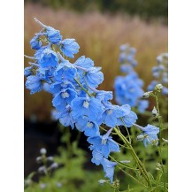 Delphinium