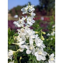 Delphinium