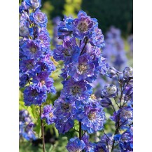 Delphinium